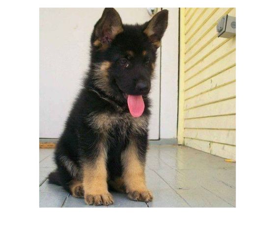 German Shepherd